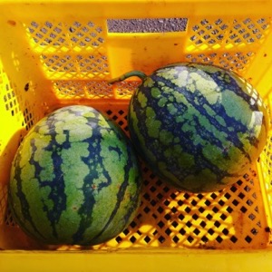 s_ミニニュース8月31日画像 s_ミニニュース8月31日画像