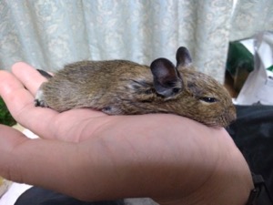 s_ミニニュース6月15日画像 s_ミニニュース6月15日画像